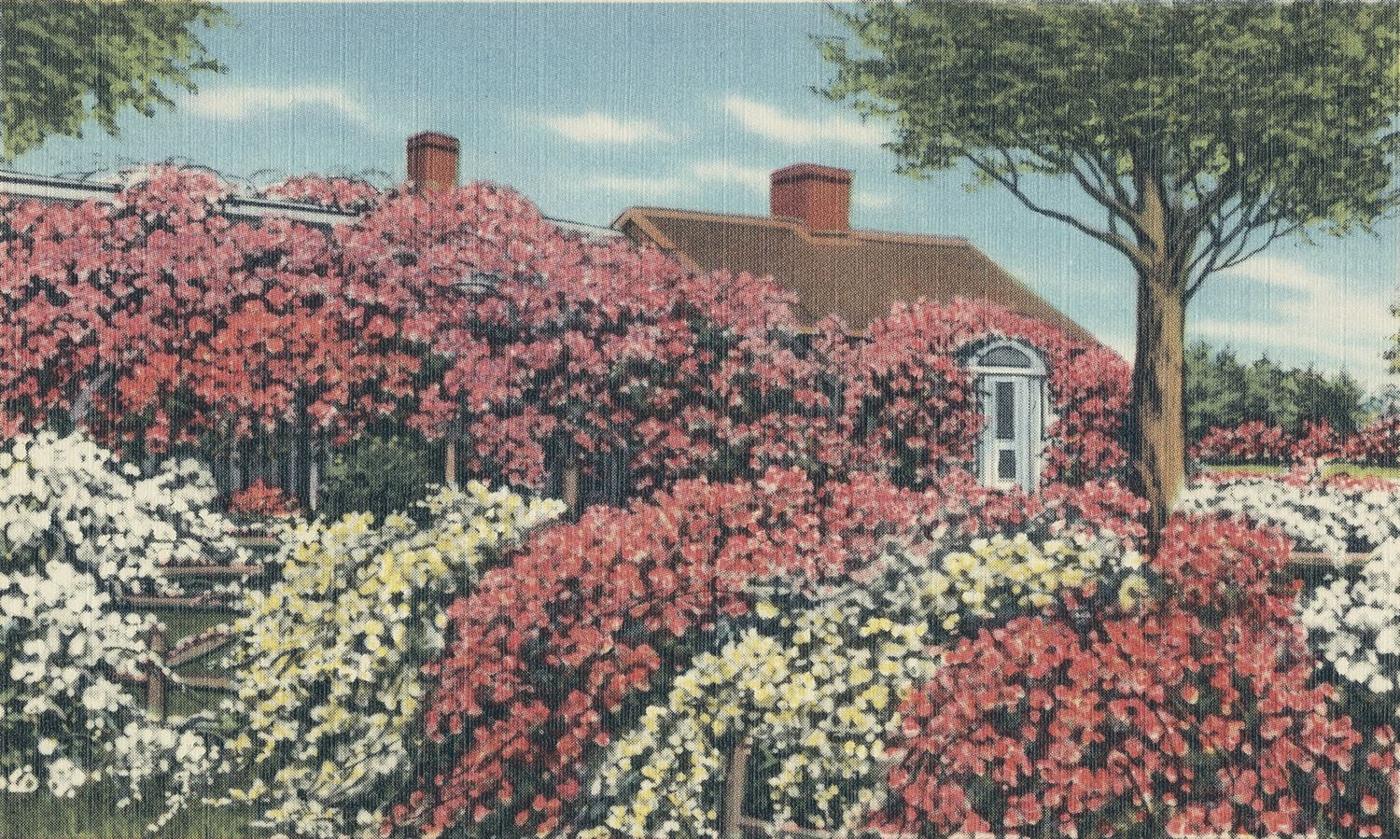 Postcard: a Cape Cod cottage almost hidden under climbing roses in red, white and yellow