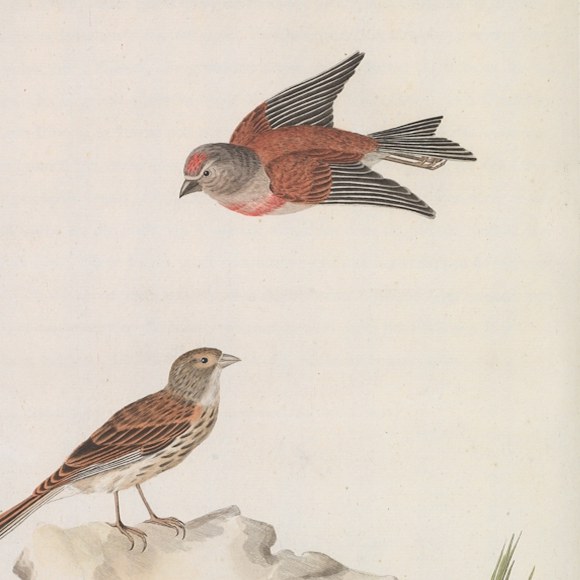 Hand-coloured plate of two linnets, one in flight, from Nederlandsche vogelen, 1770–1829
