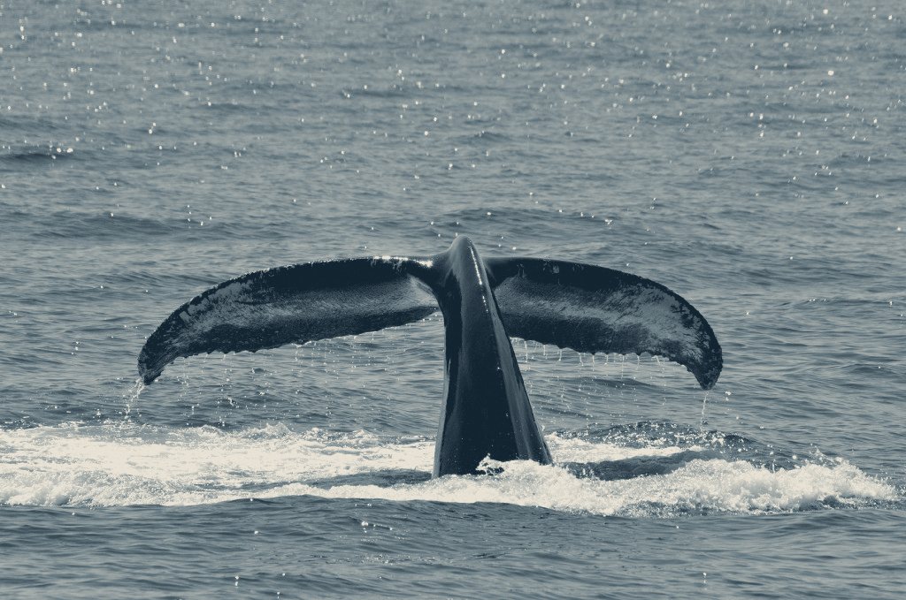 A humpback whale's tail lifting out of grey water in Massachusetts Bay