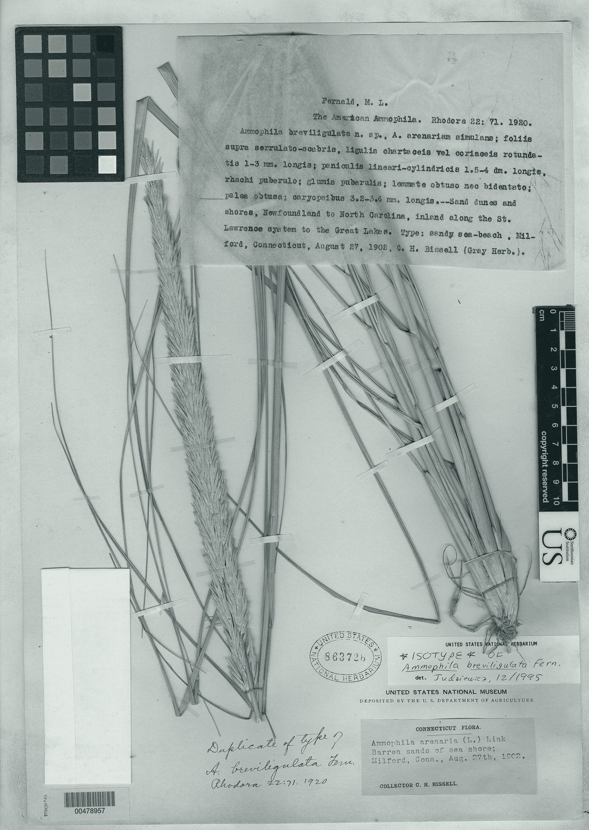 Herbarium sheet of American beachgrass, Ammophila breviligulata: long dry blades and seed heads pressed on paper