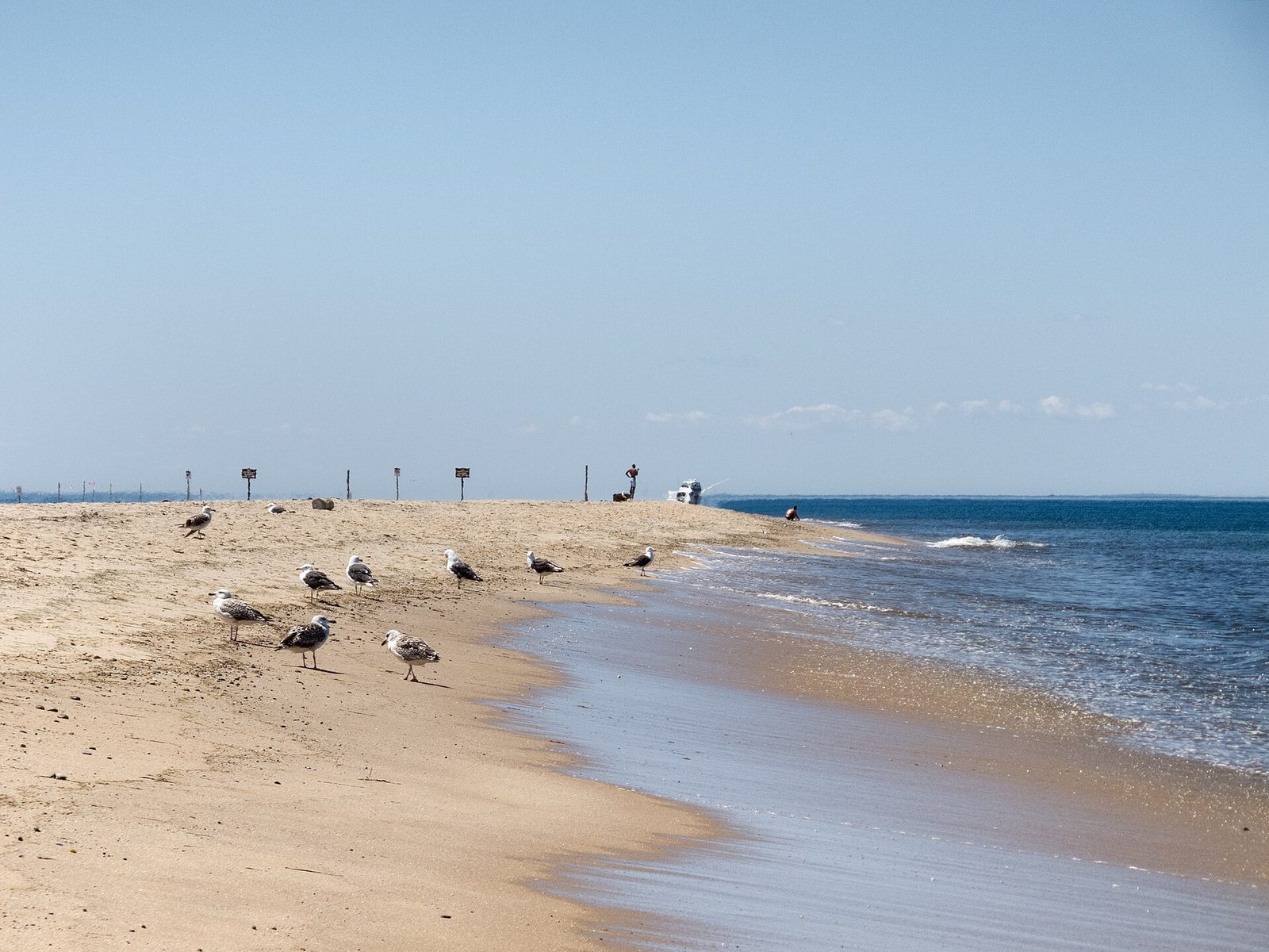 Race Point Beach, Provincetown: gulls on the sand at the water's edge