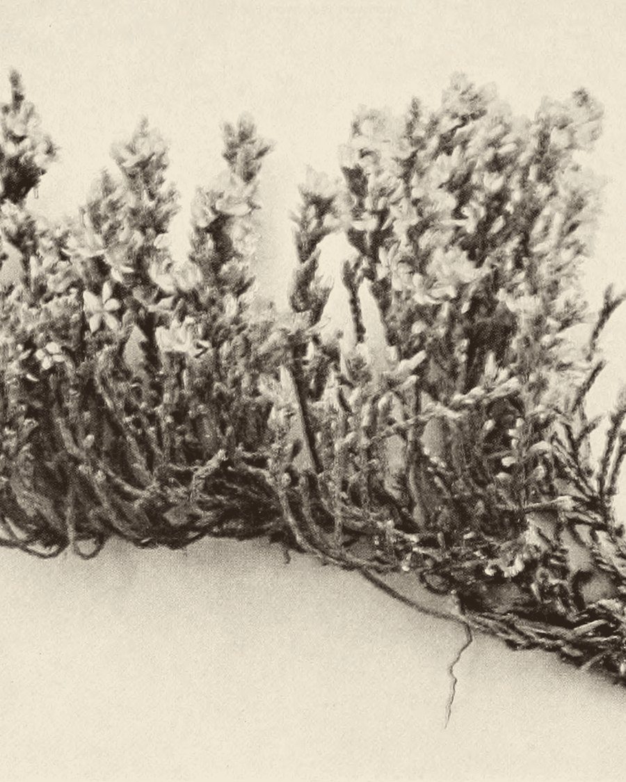 Watercolour plate of woolly beach heather: a low, needle-leaved shrub covered in small yellow flowers