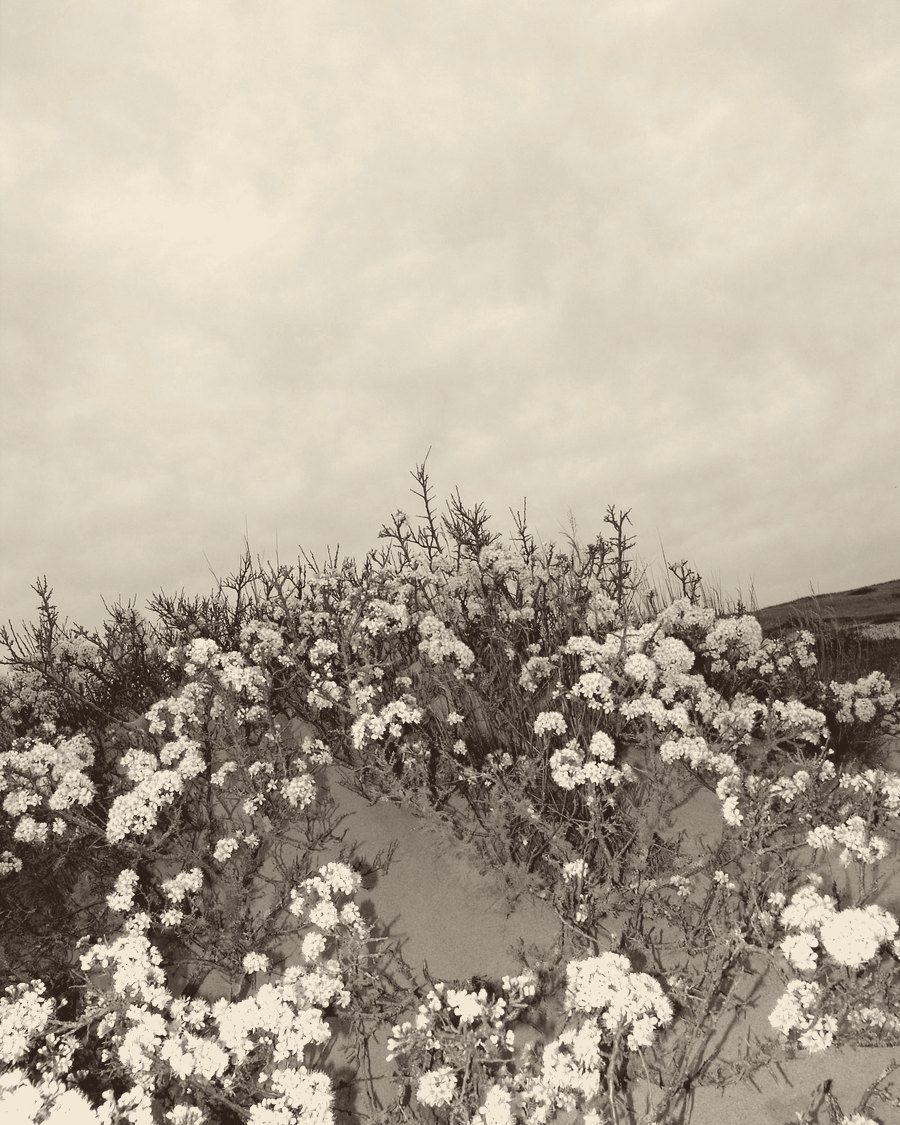 Beach plum shrubs in white blossom on a Cape Cod dune under a grey sky