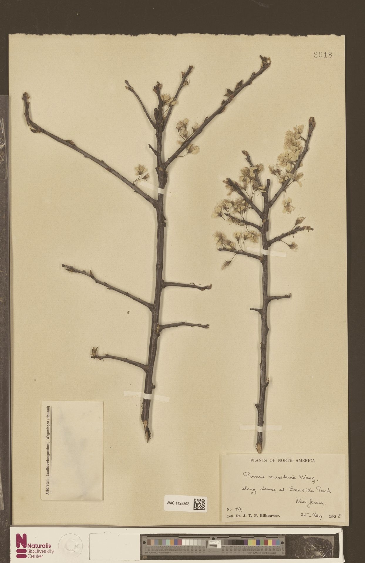 A pressed herbarium sheet of beach plum twigs in white flower, with the collector's label