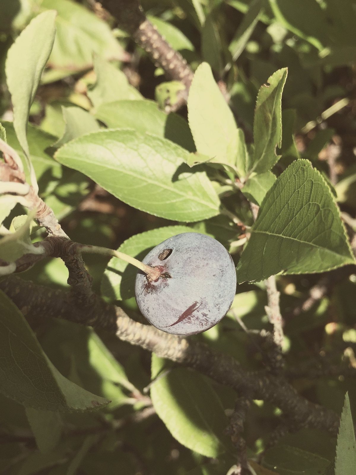 A ripe beach plum, dusty blue-purple with a pale bloom, hanging among serrated green leaves