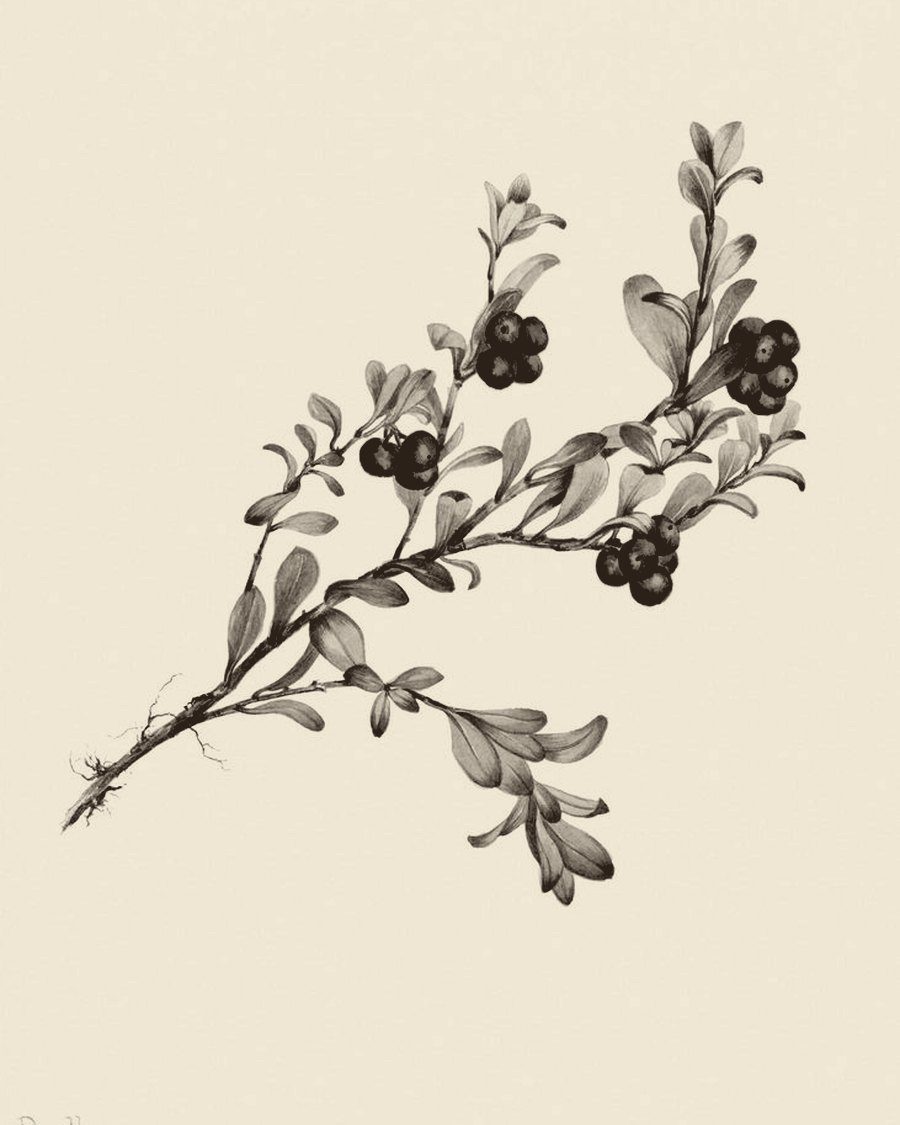 Watercolour of a trailing bearberry stem with small oval leaves and clusters of red berries