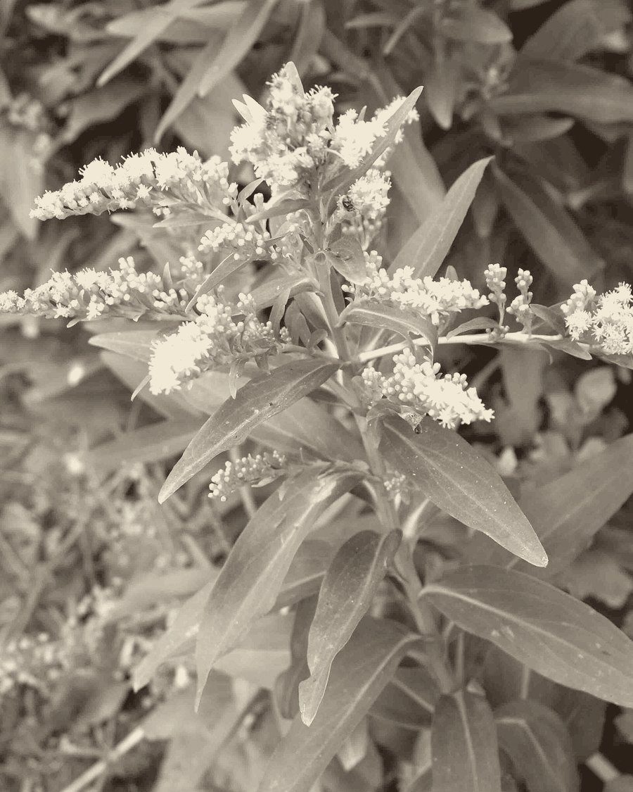 Seaside goldenrod: a stem of bright yellow flower clusters above long, fleshy leaves