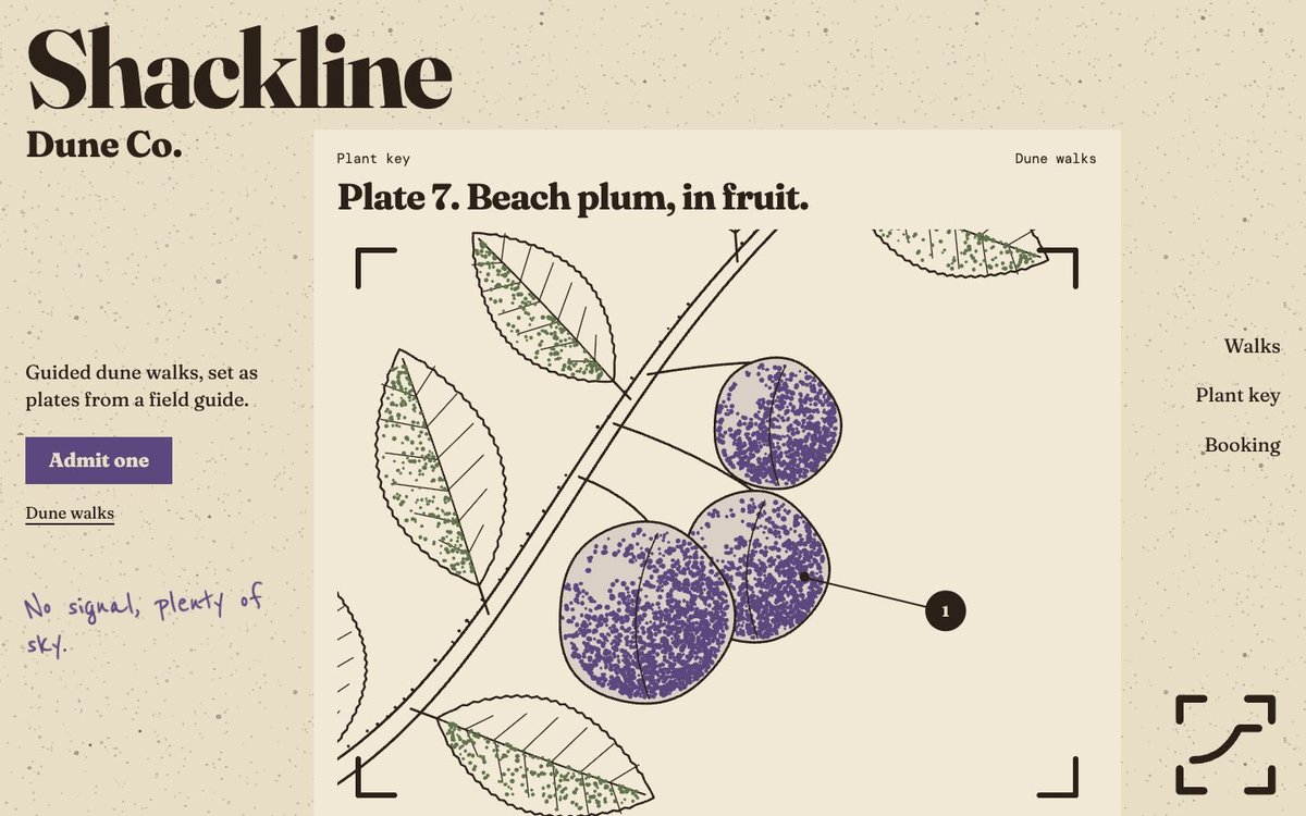 Shackline landing page: a stippled beach plum on a field-guide plate